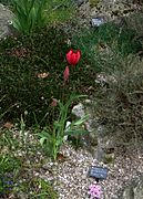 Tulipa sarracenica
