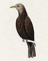 Nominate subspecies from Norfolk Island became extinct in 1975 Turdus.p.poliocephalus.jpg