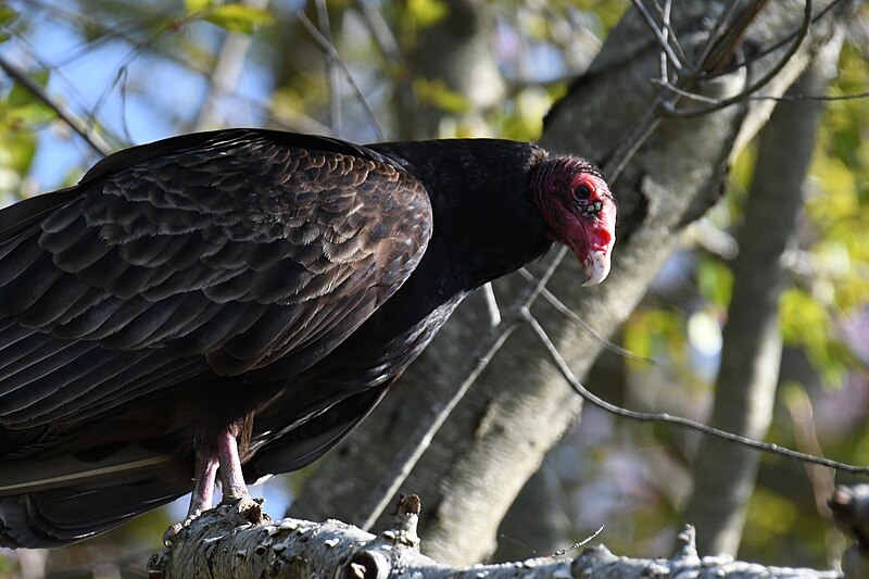 File:Turkey vulture bombay hook 4.24.22 DSC 0376.jpg