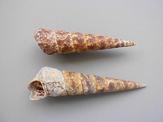 <i>Turritella variegata</i> Species of gastropod