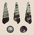 * Nomination Shell of a Black Sulawesi Snail, Tylomelania patriarchalis --Llez 21:48, 14 March 2015 (UTC) * Promotion Good quality. --Livioandronico2013 06:57, 15 March 2015 (UTC)