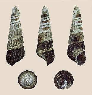 <i>Tylomelania patriarchalis</i> Species of gastropod