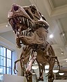 * Nomination Skelett of a Tyrannusaurus in the American Museum of Natural History in New York City --Ermell 06:29, 9 April 2021 (UTC) * Promotion  Support Good quality. --JoachimKohler-HB 11:32, 10 April 2021 (UTC)