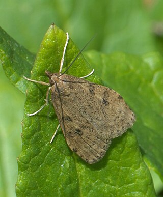 <i>Udea turmalis</i> Species of moth