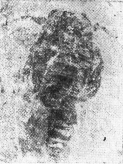 <i>Unionopterus</i> Genus of eurypterid