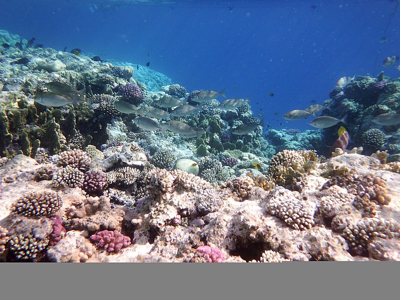 File:Unterwasserwelt im Roten Meer..DSCF0384ВЕ.jpg