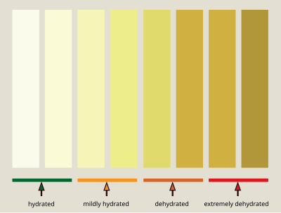Urine color as an indicator of hydration Urine Hydration chart.svg