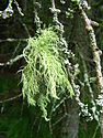 Usnea species, Bohemian Forest, Czech Republic