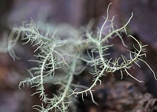 <i>Usnea longissima</i> Species of fungus