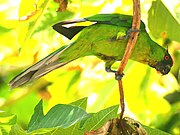 A green parrot with a dark-green face