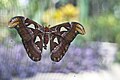 Eierlegendes Weibchen des Atlasspinners (Attacus atlas)