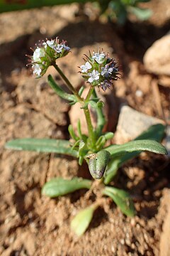 Description de l'image Valerianella discoidea kz1.jpg.