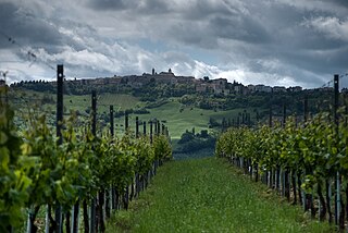 Verdicchio vines in Cupramontana.jpg
