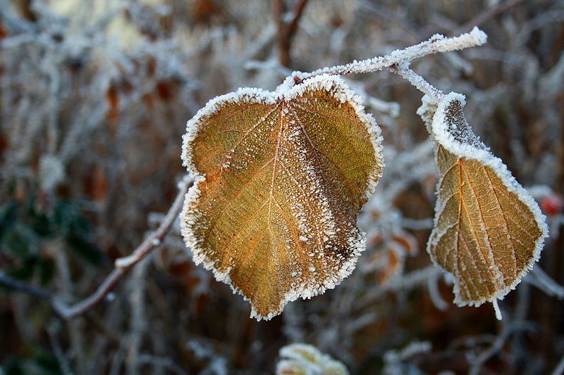 File:Vereistes Blatt beim Frost... origWI.jpg