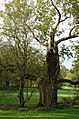 Veteran-tree-Hatfield-Park-20051105-010.jpg