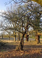 Thumbnail for File:Veteran hawthorn tree, near the Middle Road - geograph.org.uk - 4426455.jpg