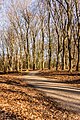 Vierhouterbos (Staatsbosbeheer). (Natuurbos bij Vierhouten. (bospad.)