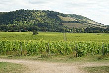 Box Hill was climbed nine times in the race View Towards Box Hill, Surrey - geograph.org.uk - 1503555.jpg