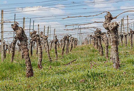 Vineyard Weingarten