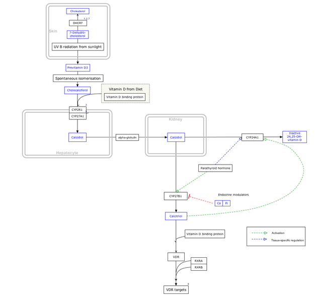 File:VitaminDSynthesis WP1531.png