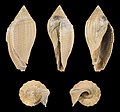 * Nomination Shell of a fossil Volute, Volutospina ambigua --Llez 07:15, 19 December 2021 (UTC) * Promotion  Support Good quality.--Famberhorst 07:19, 19 December 2021 (UTC)