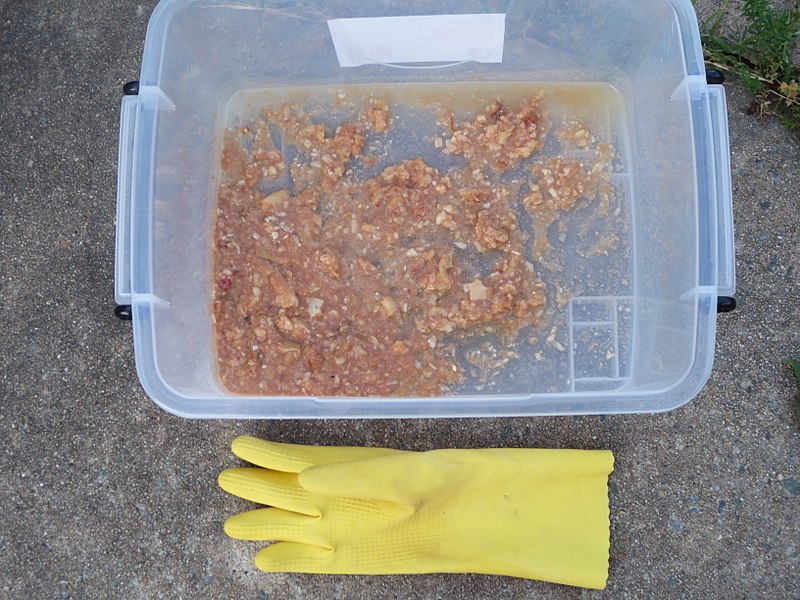 File:Vomit of partially digested food in a 11 litre container Man-sized glove is shown in photo for scale.jpg