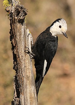 WH Woodpecker female 1 wray (8271883443).jpg