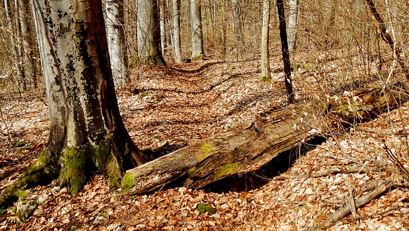 File:Waldweg - panoramio (24).jpg