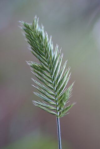 <i>Wangenheimia</i> Genus of grasses