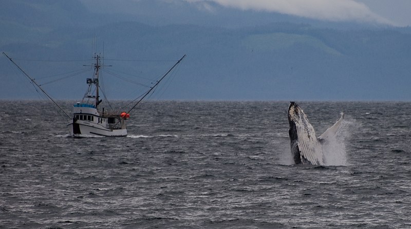 File:Watch Out for Humpback Whales (9de8975d-7ea8-441f-9496-bd5554eca987).jpg