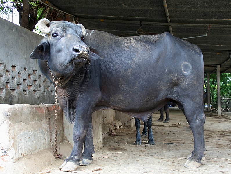 File:Water buffalo bull, near Mehsana, Gujarat, India, 4.jpg