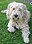 Welsh-Terrier-Malteser-Mix-2.jpg