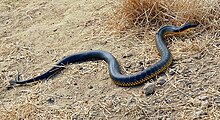 Western tiger snake near a farm dam. Mt. Barker, Western Australia. Western Tiger snake.jpg