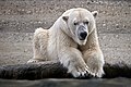 Wet polar bear.jpg