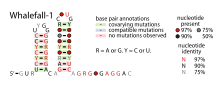 Whalefall-1-RNA.svg