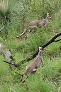 Whiptail wallaby