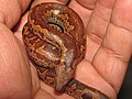 Whitaker's Boa 01.JPG