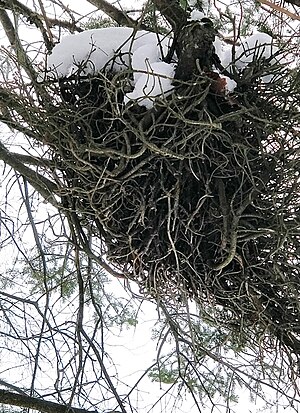 Witch's broom in Yamaska National Park, QC WitchsBroomYamaska20200207.jpg