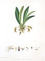 Masdevallia macroglossa (as syn. Masdevallia porcelliceps)) plate in: Florence H. Woolward: The Genus Masdevallia, (1896)