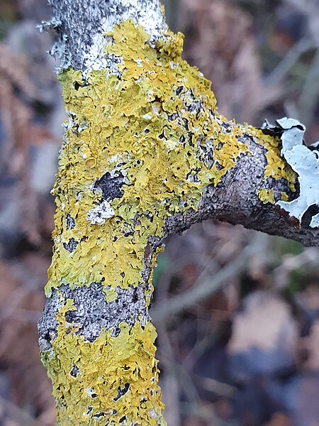 File:Xanthoria parietina 105369983.jpg