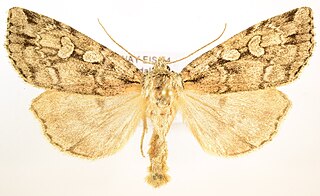 <i>Xestia fennica</i> Species of moth