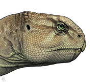 Xuanhuaceratops niei kepala.png