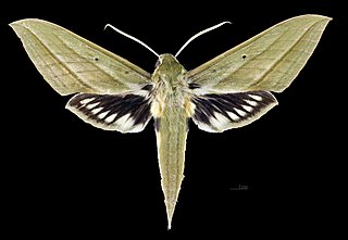 <i>Xylophanes rhodochlora</i> Species of moth