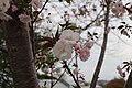 S178 八重紅大島 Yaebenioshima 花の写真