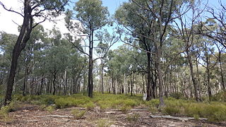 <span class="mw-page-title-main">Yarrobil National Park</span> Protected area in New South Wales, Australia