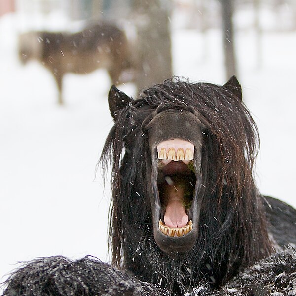 File:Yawning horse in Norway 2.jpg