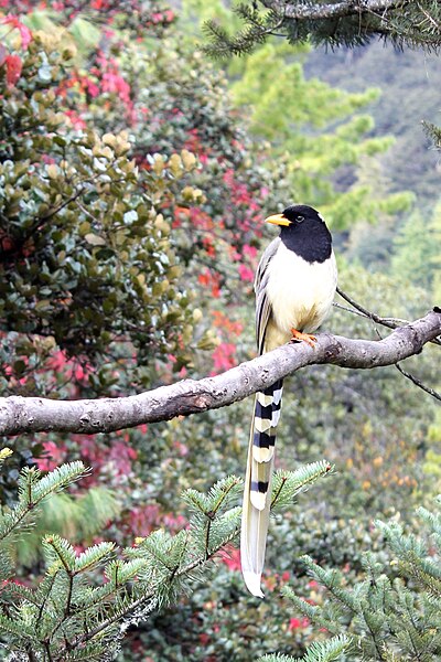 File:Yellow-billed blue magpie (Paro Taktsang).jpg