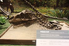 Youngosuchus-Палеозоологически музей на Китай.jpg