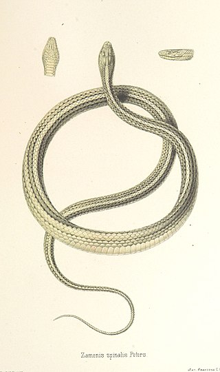 <span class="mw-page-title-main">Slender racer</span> Species of snake