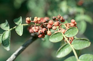 <i>Zanthoxylum americanum</i>